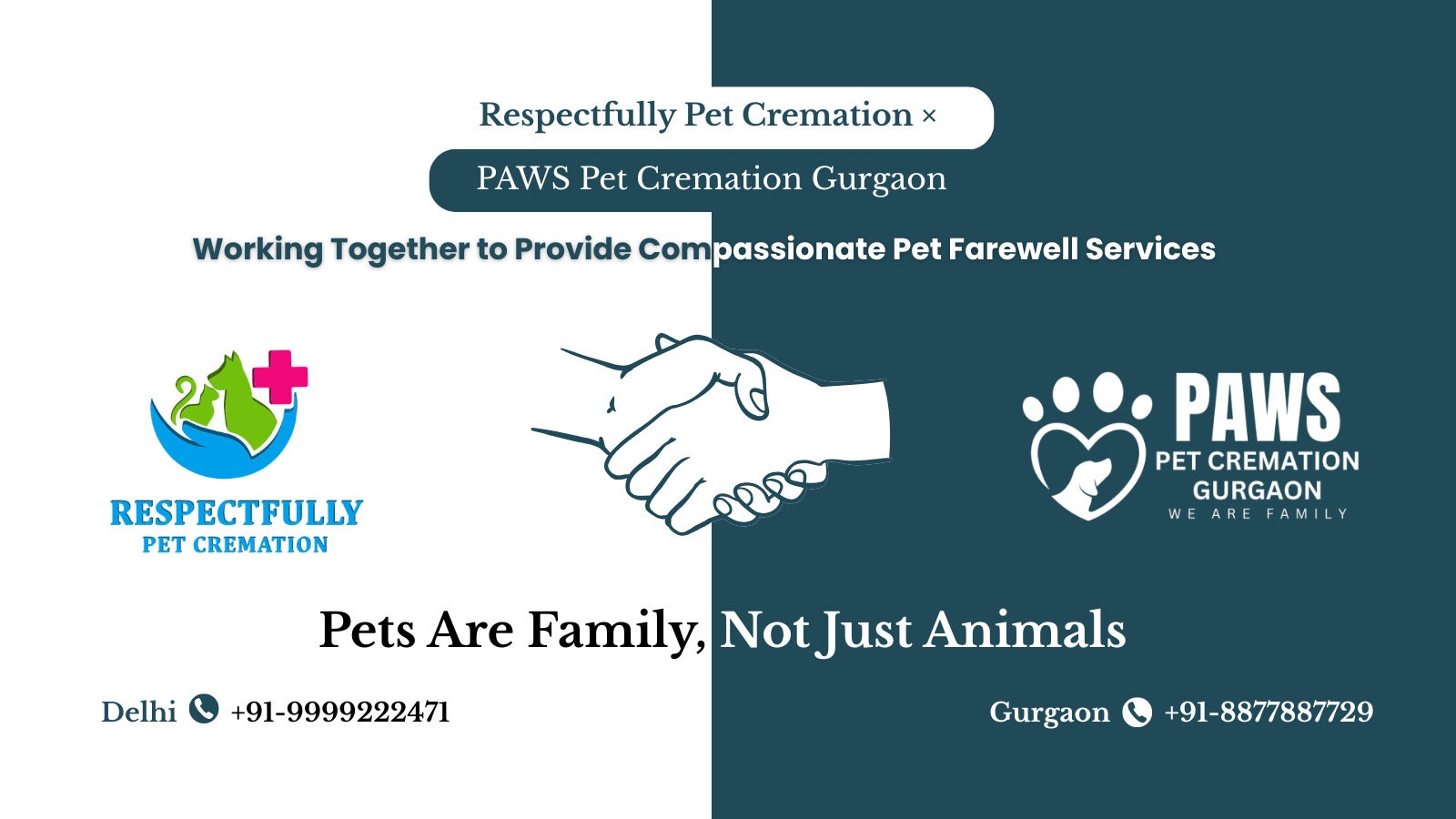 Golden Retriever - Pet Cremation Gurgaon