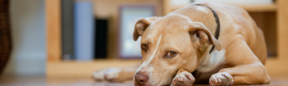 A Sad Image of a Dog